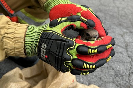 Tierische Hilfeleistung: Kleiner Pechvogel braucht die Feuerwehr