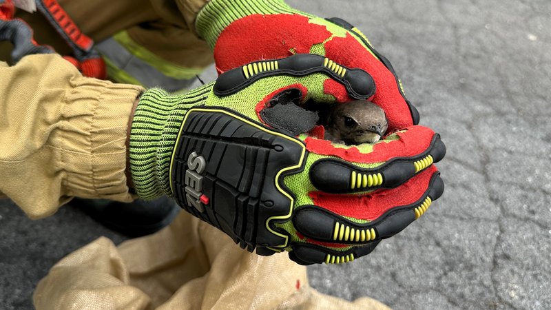 Tierische Hilfeleistung: Kleiner Pechvogel braucht die Feuerwehr