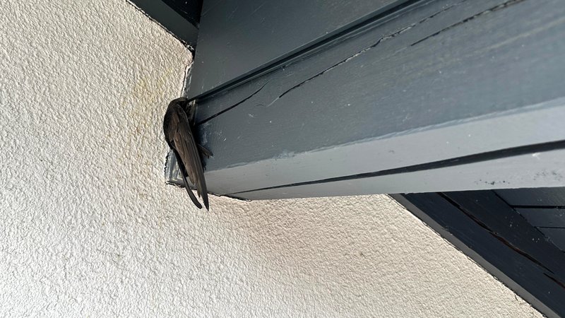 Tierische Hilfeleistung: Kleiner Pechvogel braucht die Feuerwehr